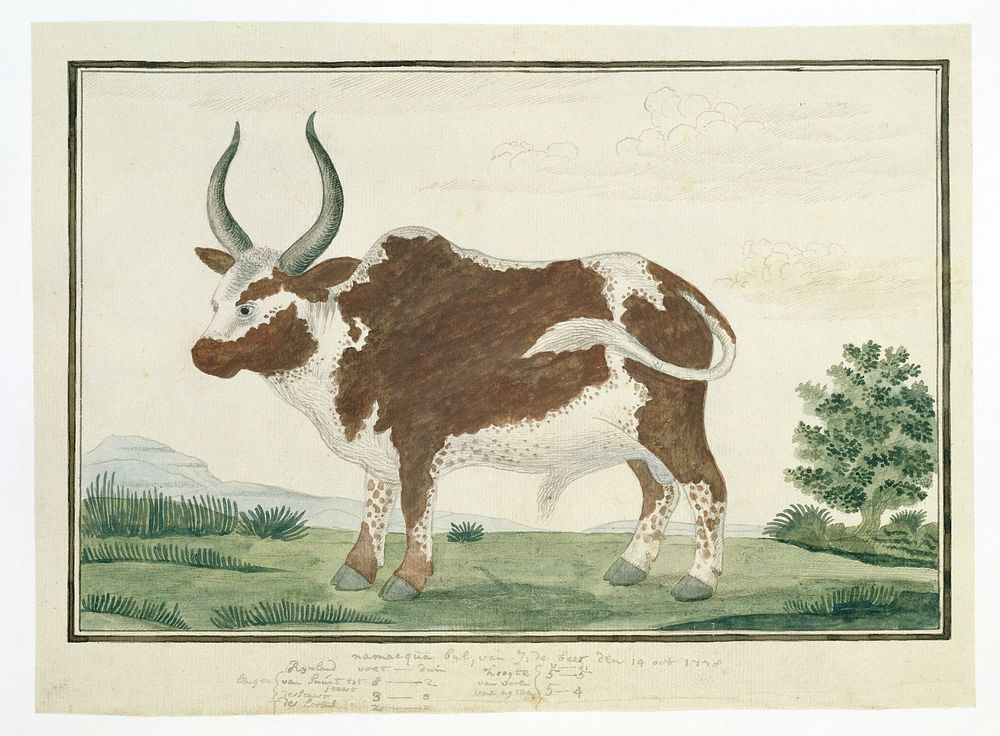 Bos taurus: Namaqua Ox or &ldquo;nomgo&rdquo; (1778) painting in high resolution by Robert Jacob Gordon.  
