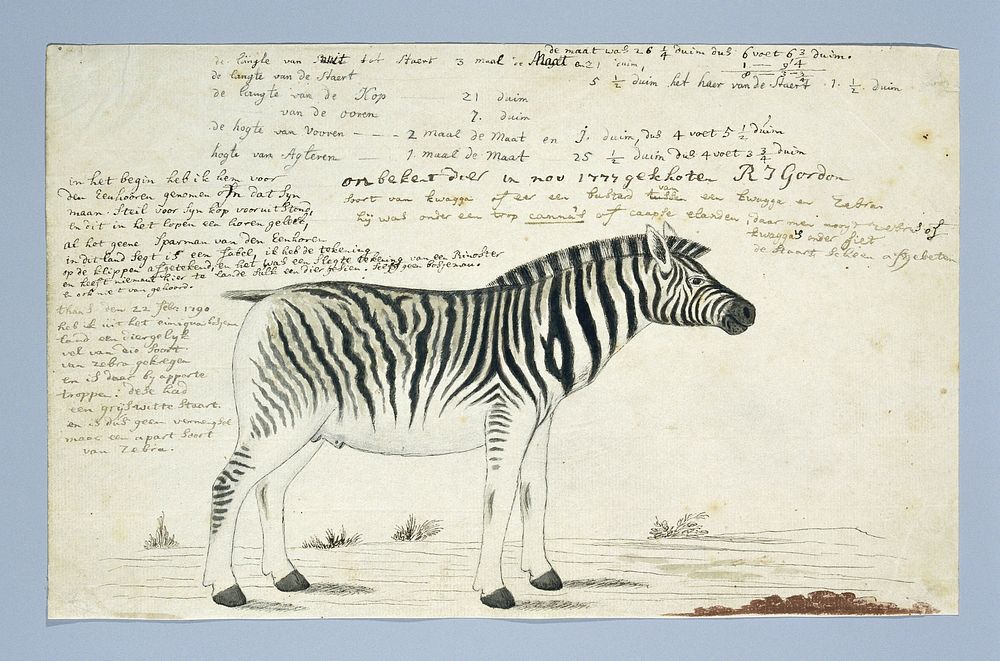 Equus quagga burchellii (Plains zebra) (ca.1777) painting in high resolution by Robert Jacob Gordon.  
