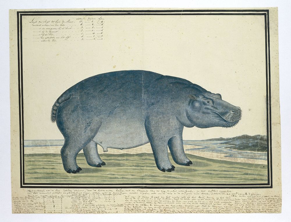 Hippopotamus amphibius capensis (Hippopotamus) (ca.1777) painting in high resolution by Robert Jacob Gordon.  