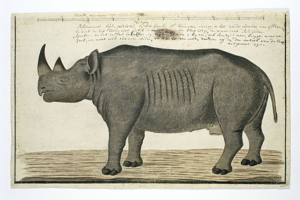 recto Diceros bicornis bicornis (Black rhinoceros; male) (ca.1778) painting in high resolution by Robert Jacob Gordon.  
