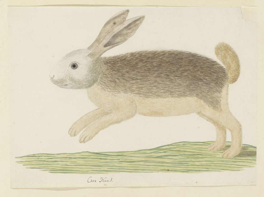 Pronolagus sp. (Karoo hare) (1777&ndash;1786) painting in high resolution by Robert Jacob Gordon.  