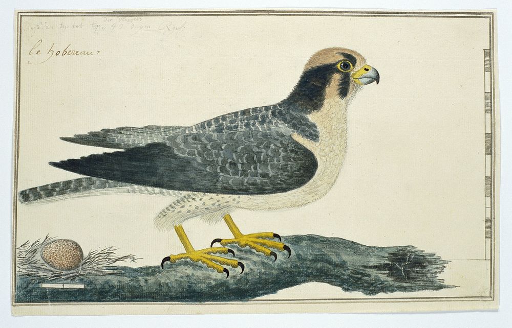 Falco biarmicus (Lanner falcon) (1777&ndash;1786) painting in high resolution by Robert Jacob Gordon.  