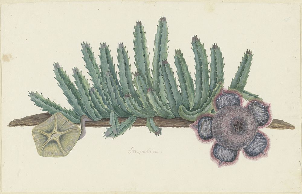 Orbea verrucosa (Masson) L.C. Leach.(SHirsute stapelia) (1777&ndash;1786) painting in high resolution by Robert Jacob…