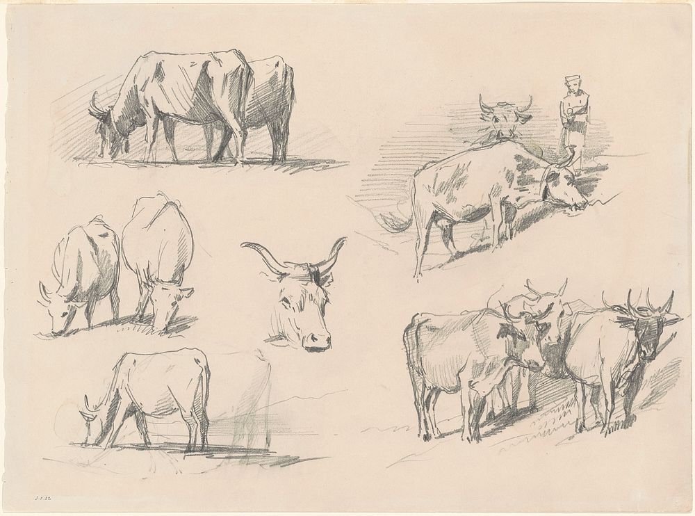 Studies of Cattle (ca. 1872) by John Singer Sargent.  
