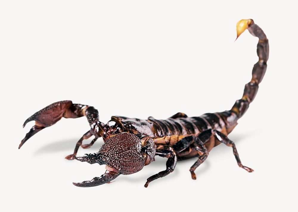 Scorpion  collage element psd