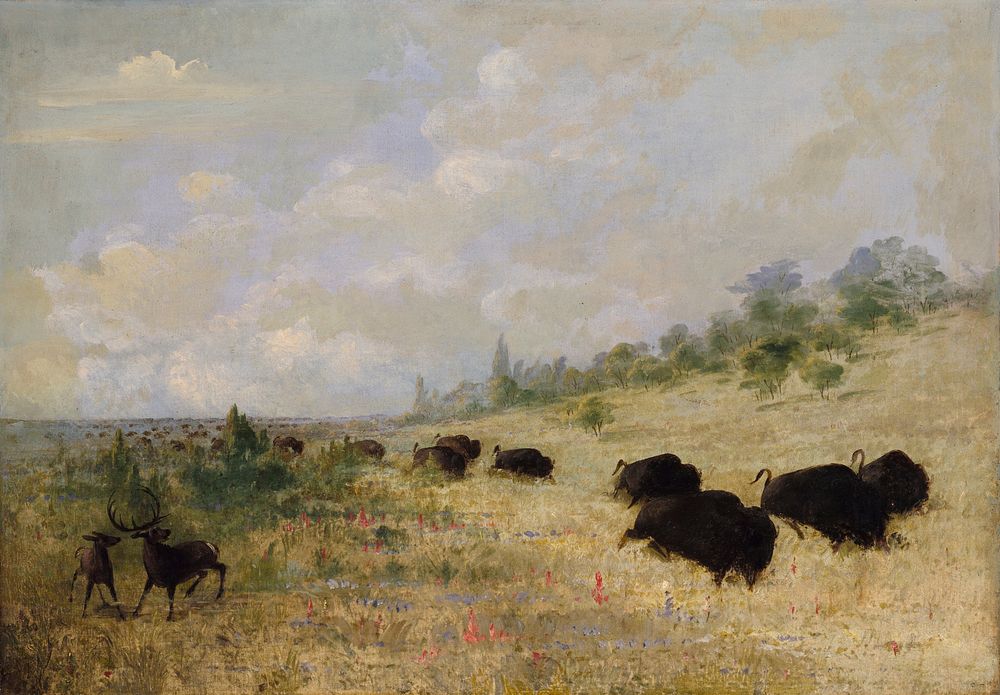 Elk and Buffalo Grazing among Prairie Flowers, Texas (1846&ndash;1848) painting in high resolution by George Catlin.  