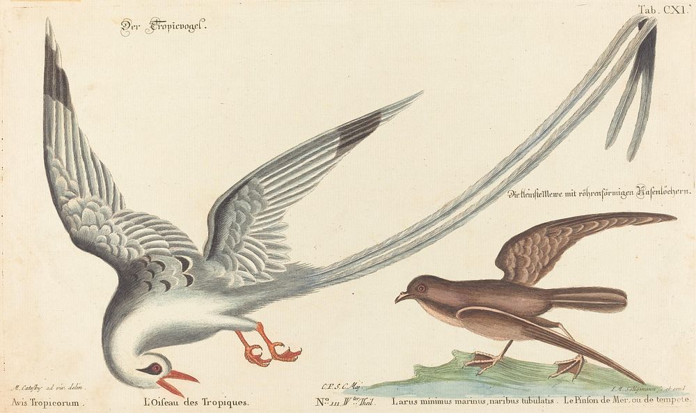 The Tropic Bird (Phaeton aethereus), (1743–1762) print in high resolution by Mark Catesby. Original from the National…