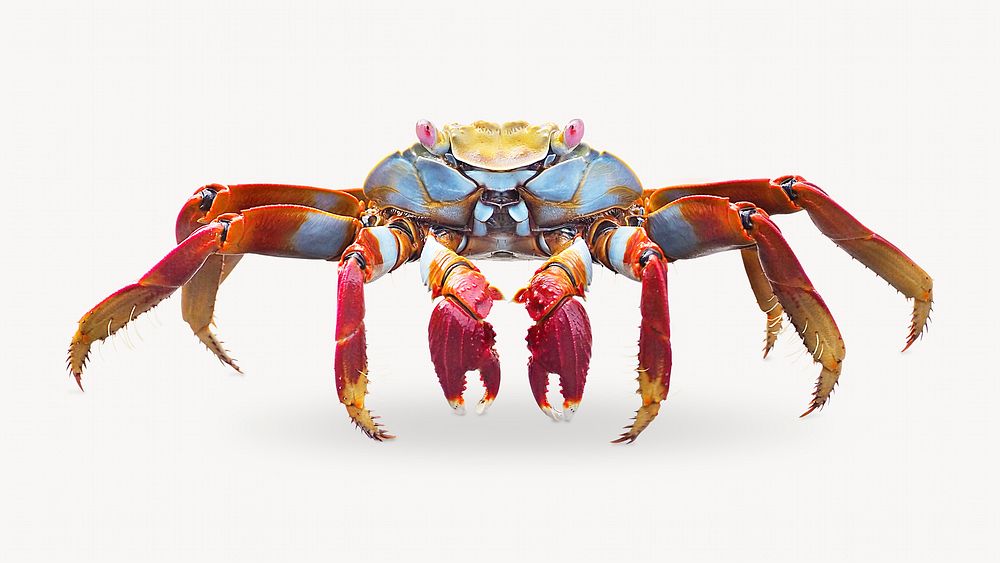 Cute crab desktop wallpaper, white background