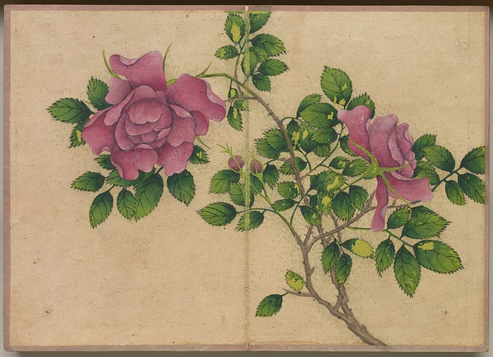 Rose (18th Century) painting in high resolution by Zhang Ruoai.  