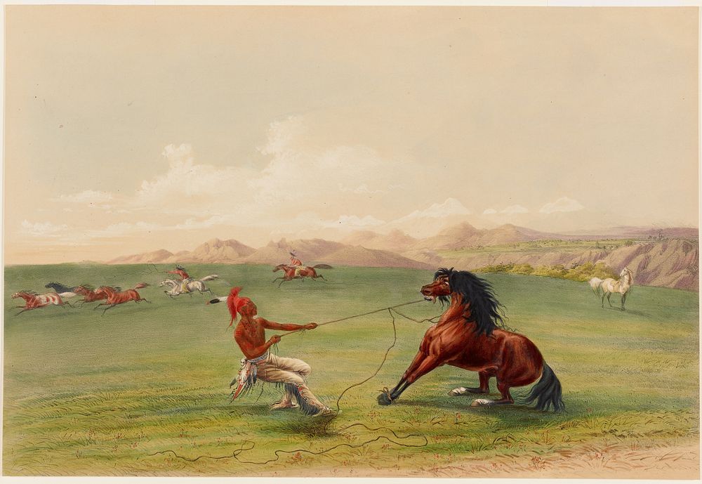 Catching the Wild Horse (1844) painting in high resolution by George Catlin.  