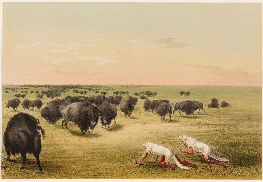 Buffalo Hunt, Under the White Wolf Skin (1844) painting in high resolution by George Catlin.  