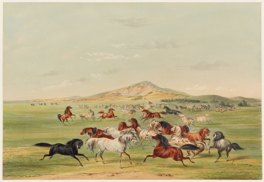 Wild Horses at Play (1844) painting in high resolution by George Catlin.  