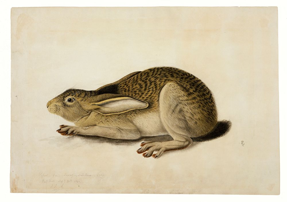 Black-Tailed Hare (1841) painting in high resolution by John James Audubon. 