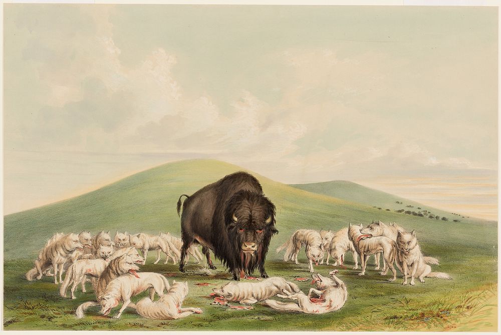 Buffalo Hunt, White Wolves Attacking a Buffalo Bull (1844) painting in high resolution by George Catlin.  