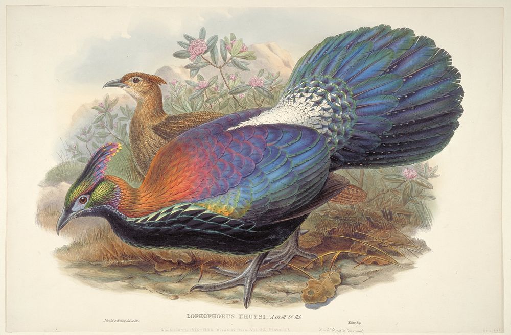 Lophophorus L'Huysi, A Geoff. St. Hil (ca. 1850&ndash;1883) print in high resolution by John Gould and Henry Constantine…
