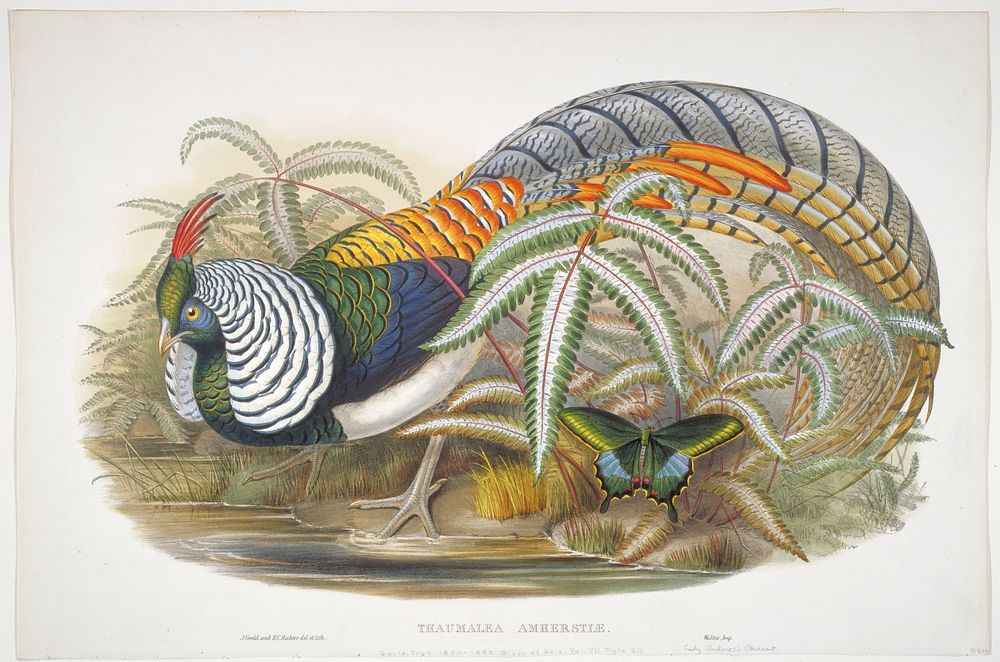 Thaumalea Amherstiae (ca. 1850–1883) print in high resolution by John Gould and Henry Constantine Richter.  