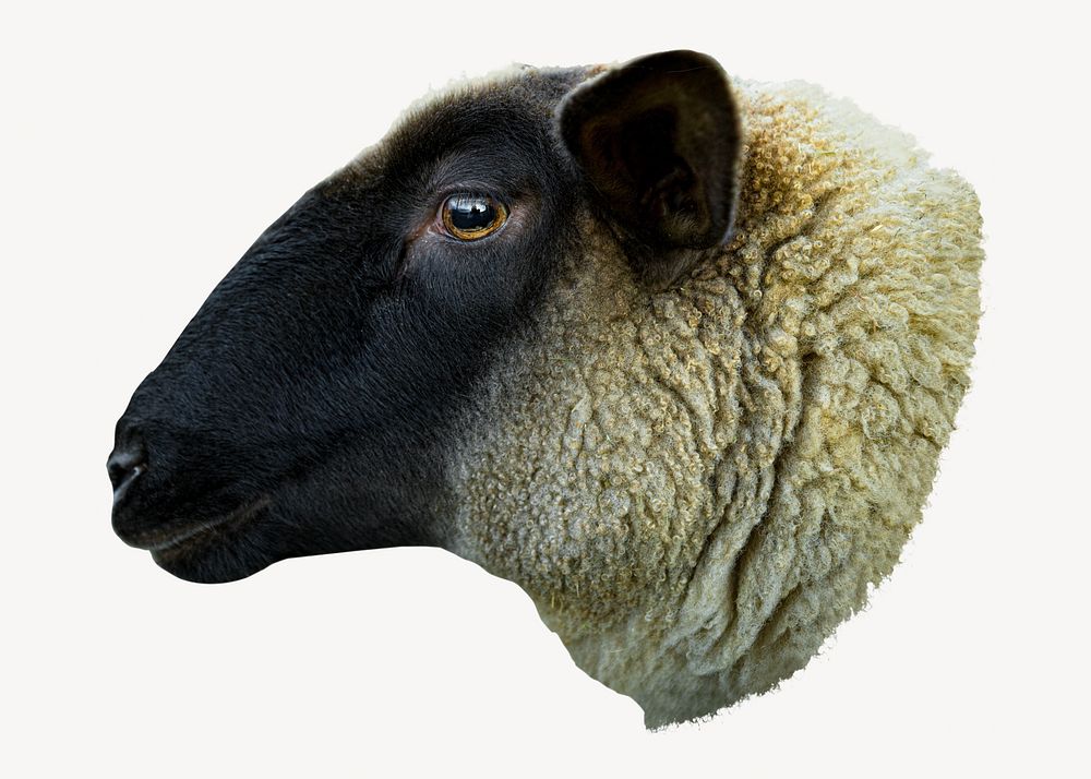 Sheep farm animal isolated image on white
