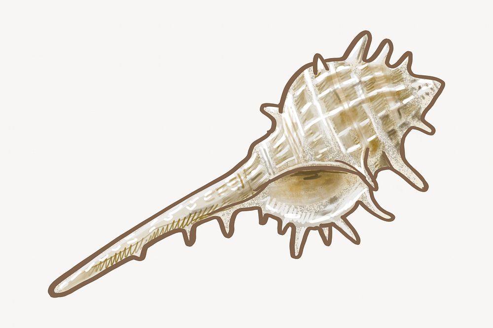 Sea shell, conch illustration