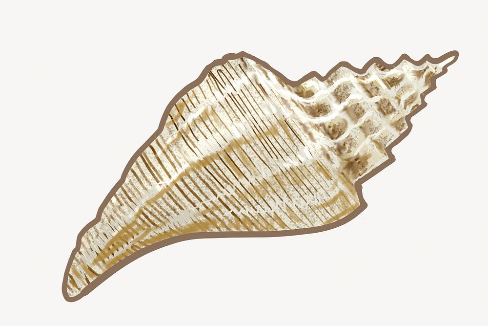 Sea shell, conch illustration