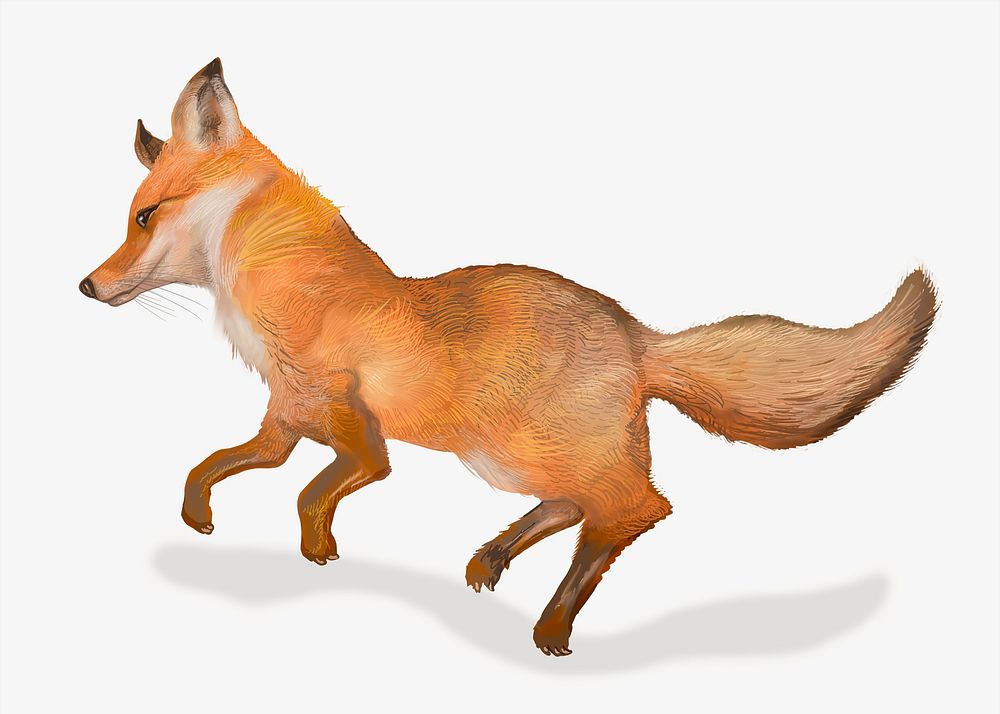 Fox wildlife illustration, animal design