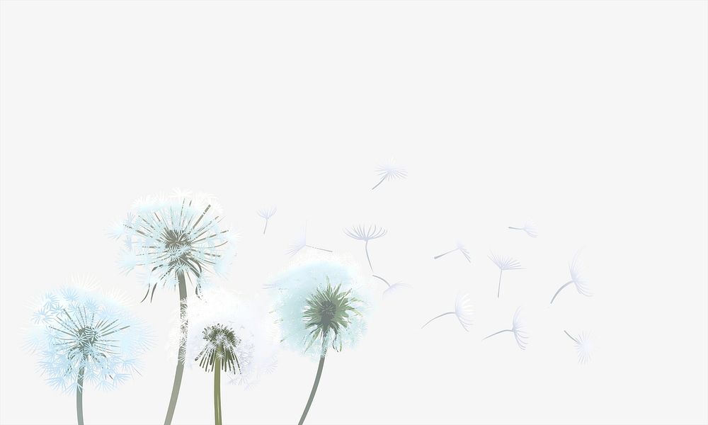 Dandelions flower illustration, beige background