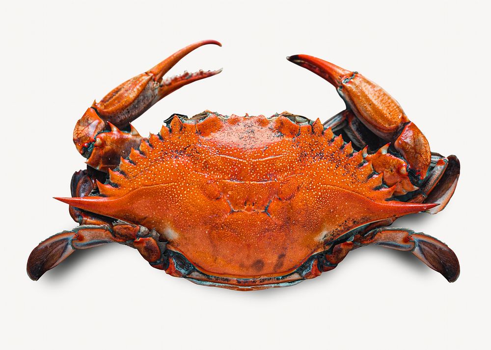 Crab food isolated design | Free Photo - rawpixel