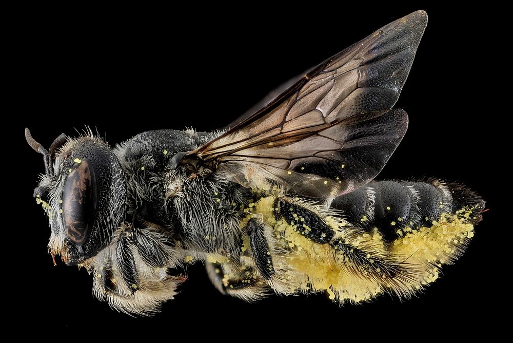 Lithurgus gibbosus, female, side shot.