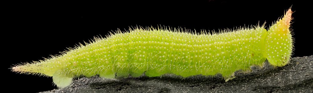 Caterpillar, Northern Pearly Eye, Side view.