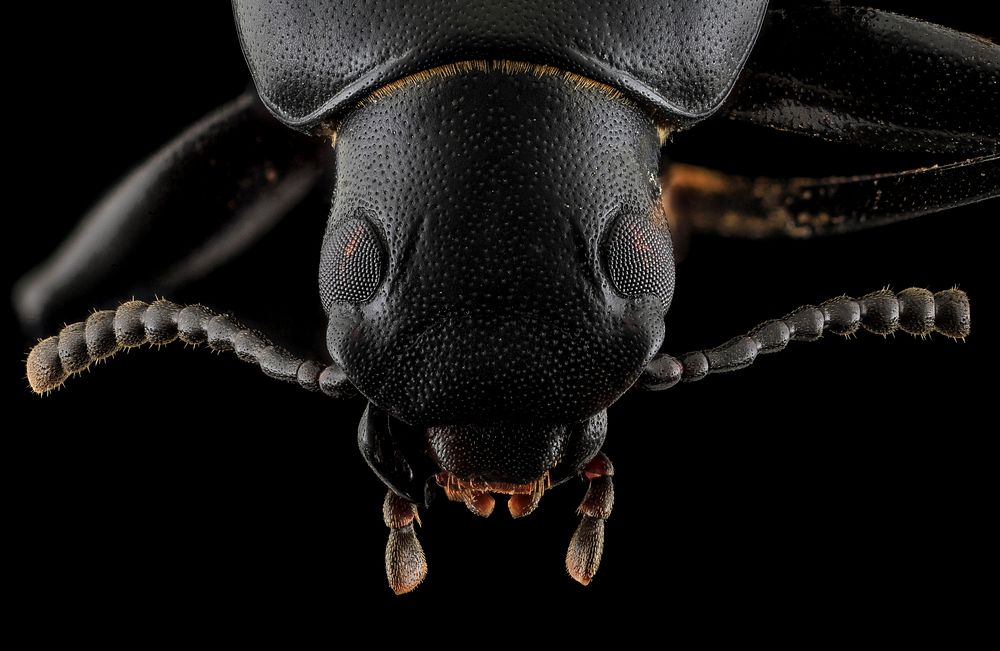 Darkling Beetle, headshot.