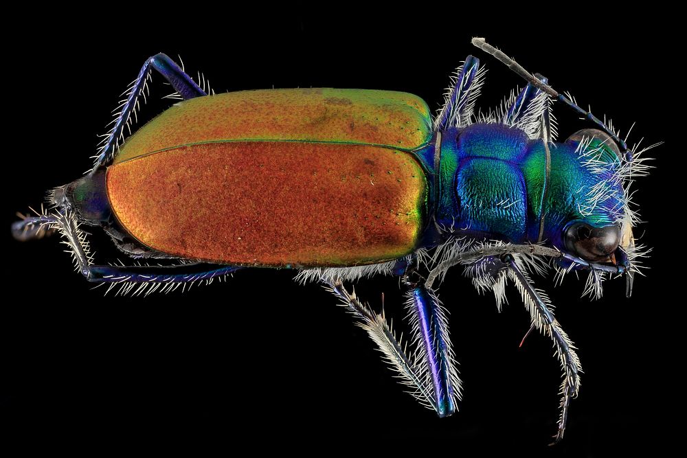 Festive Tiger Beetle, Cicindela scutellaris.