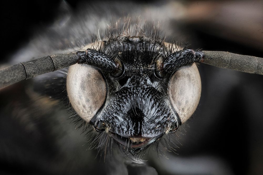 Scolia bicincta wasp, insect's face.