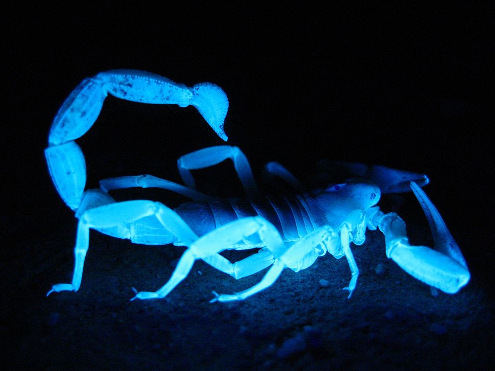 Giant hairy scorpion