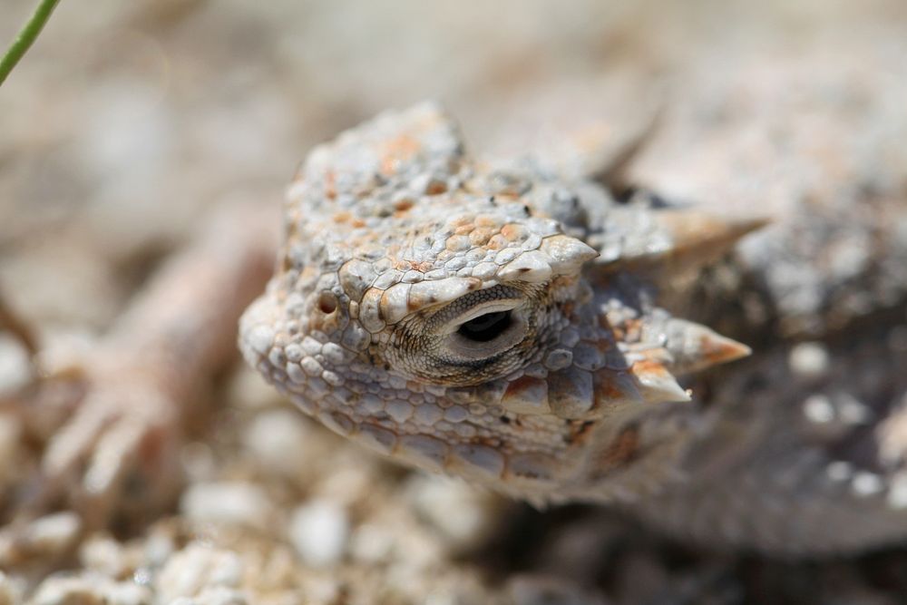 Desert horned lizard 