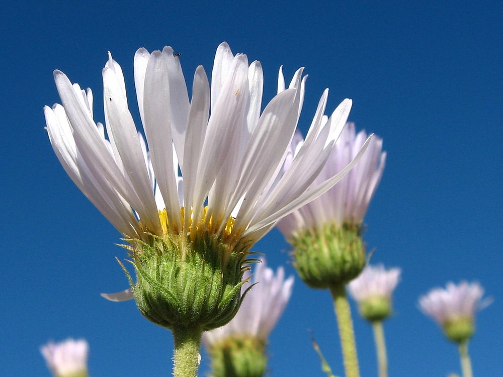 Mojave woodyaster flower background