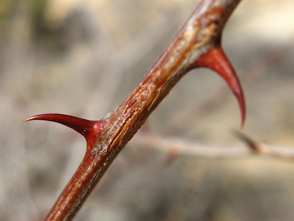 Catclaw acacia branch