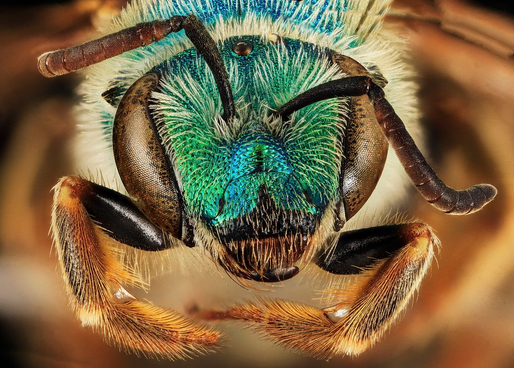 Sweat bee, Agapostemon coloradinus.