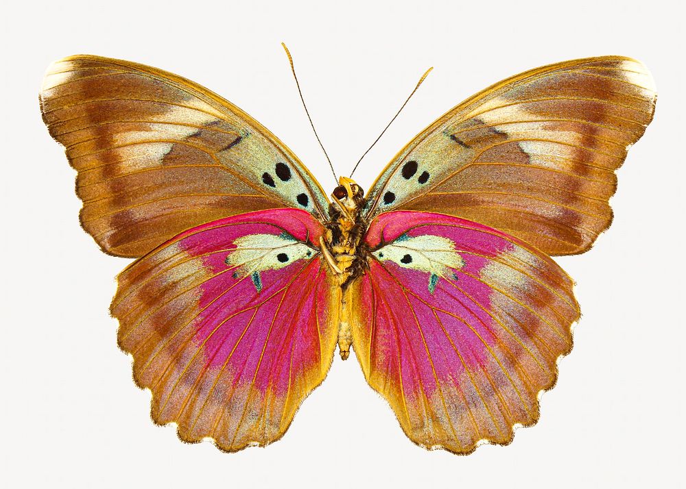 Butterfly insect isolated design | Free Photo - rawpixel