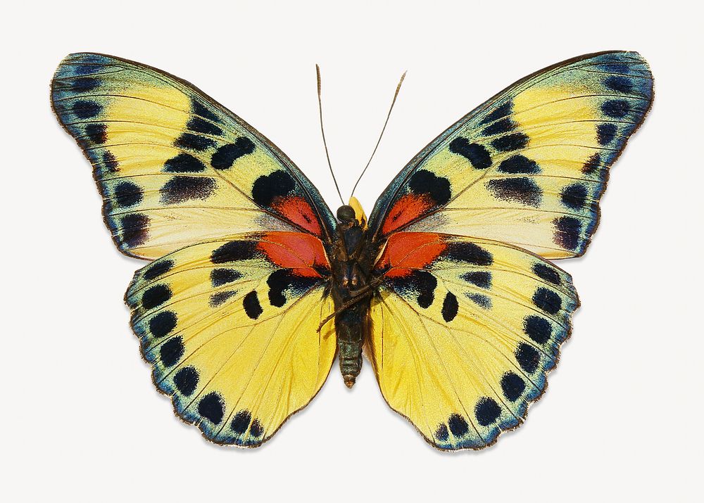 Yellow butterfly, animal isolated design