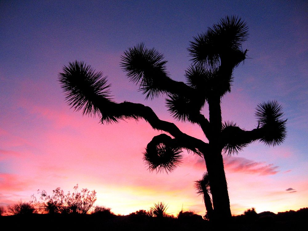 Sunset sky and silhouette tree