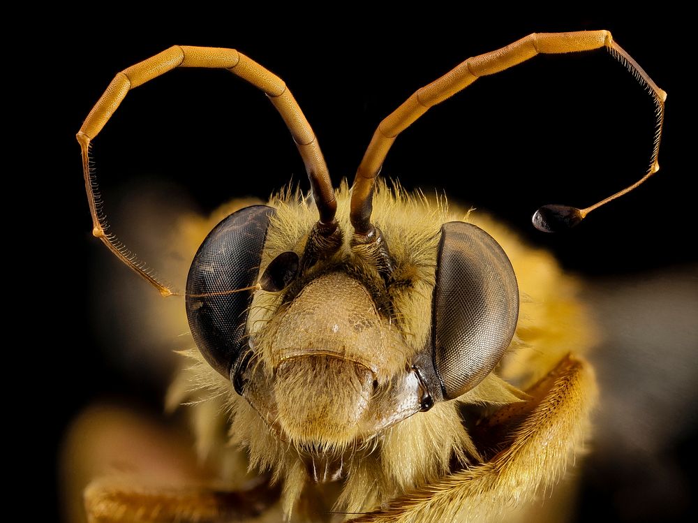 Trichocerapis species, male, face shot.