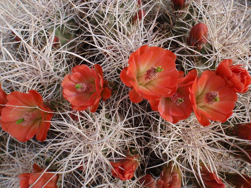 Claret-cup cactus flower
