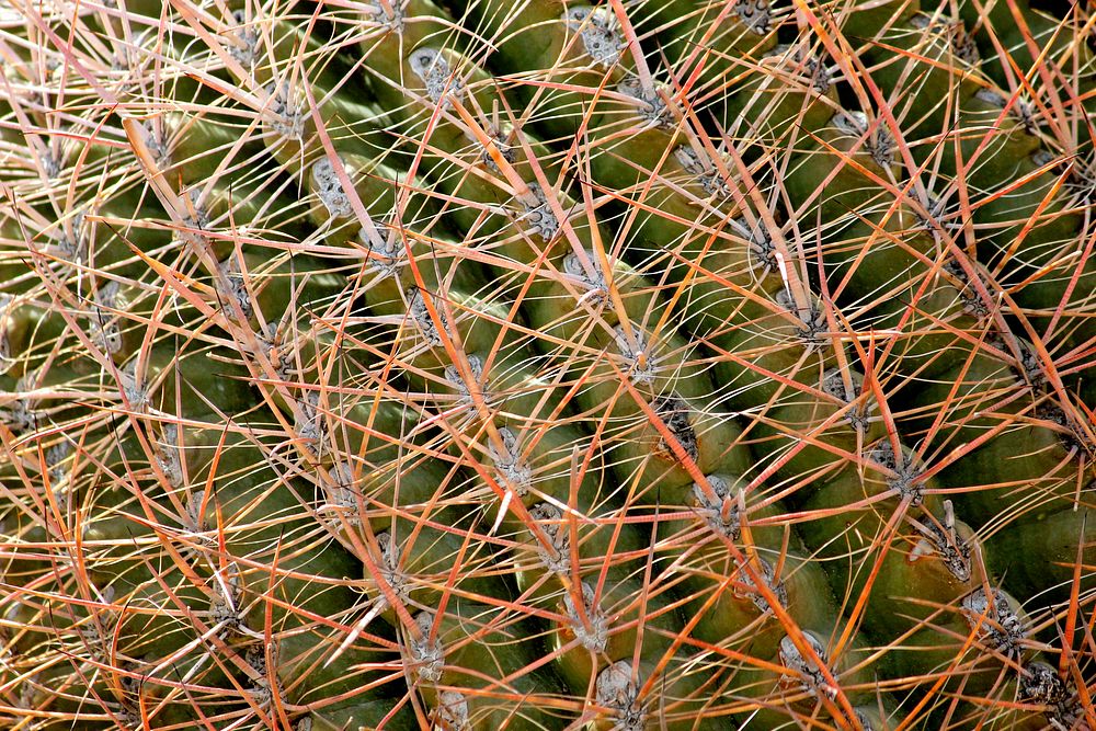 California barrel cactus