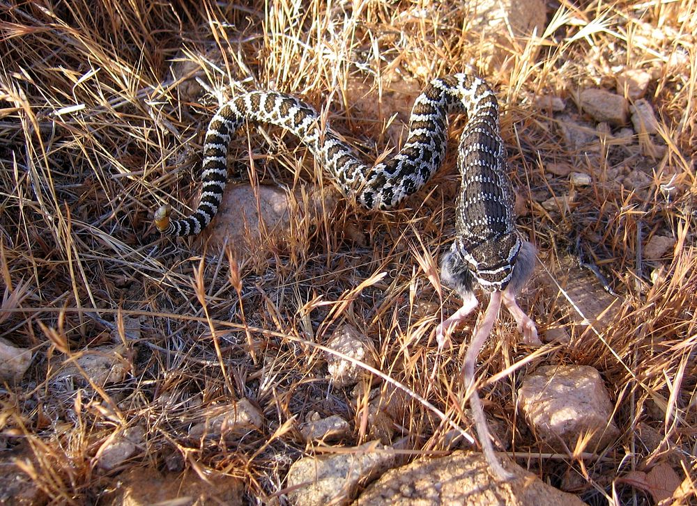 Pacific rattlesnake eating rat