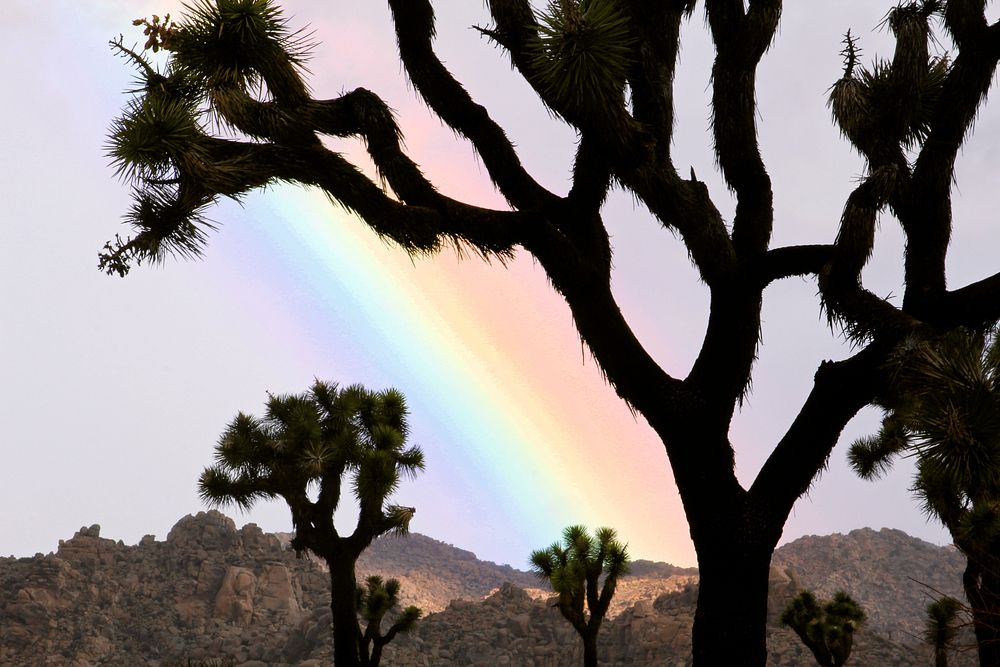 Rainbow and silhouette tree
