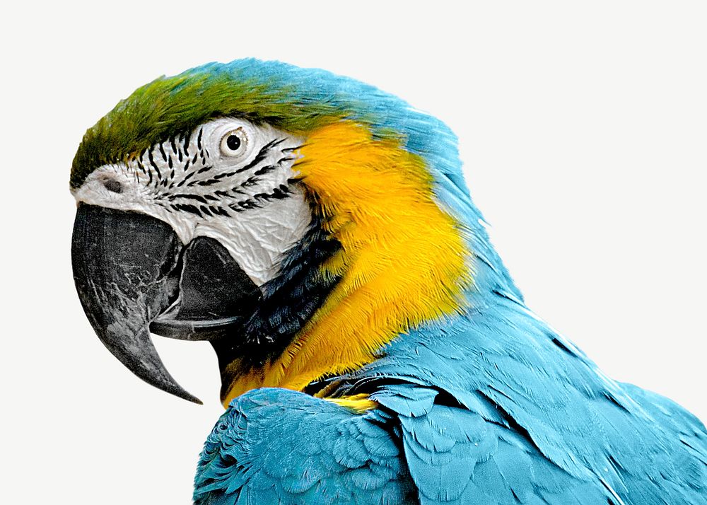 Blue-and-yellow Macaw bird collage element psd
