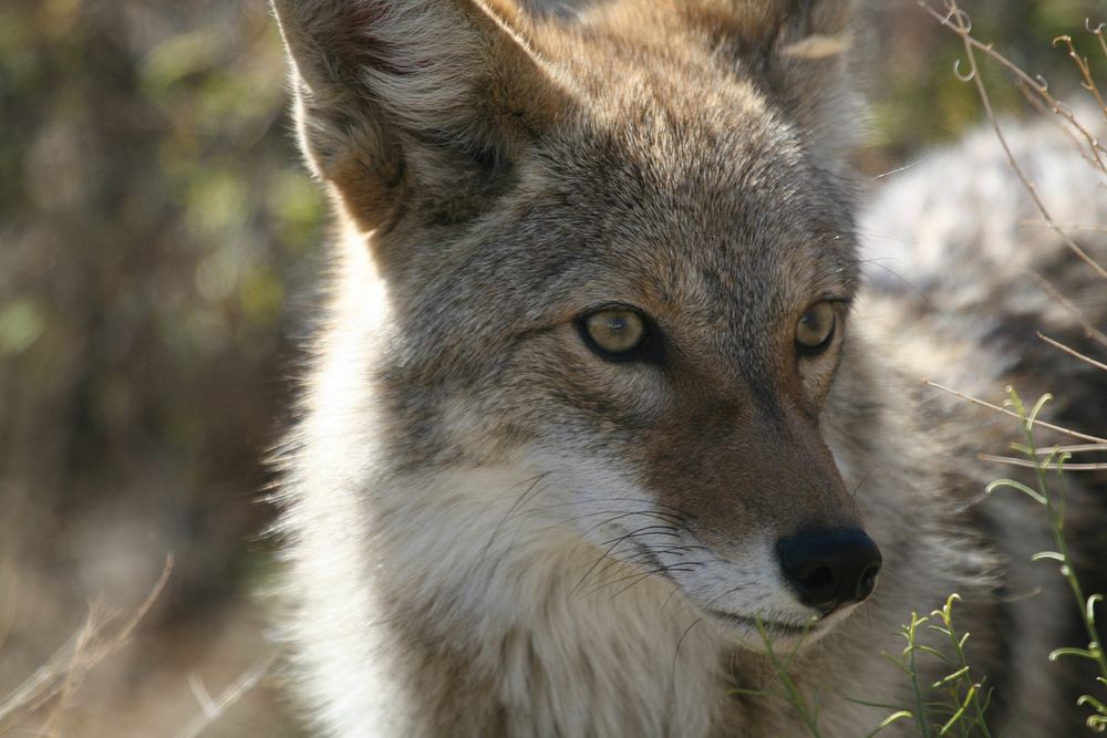 Coyote wildlife