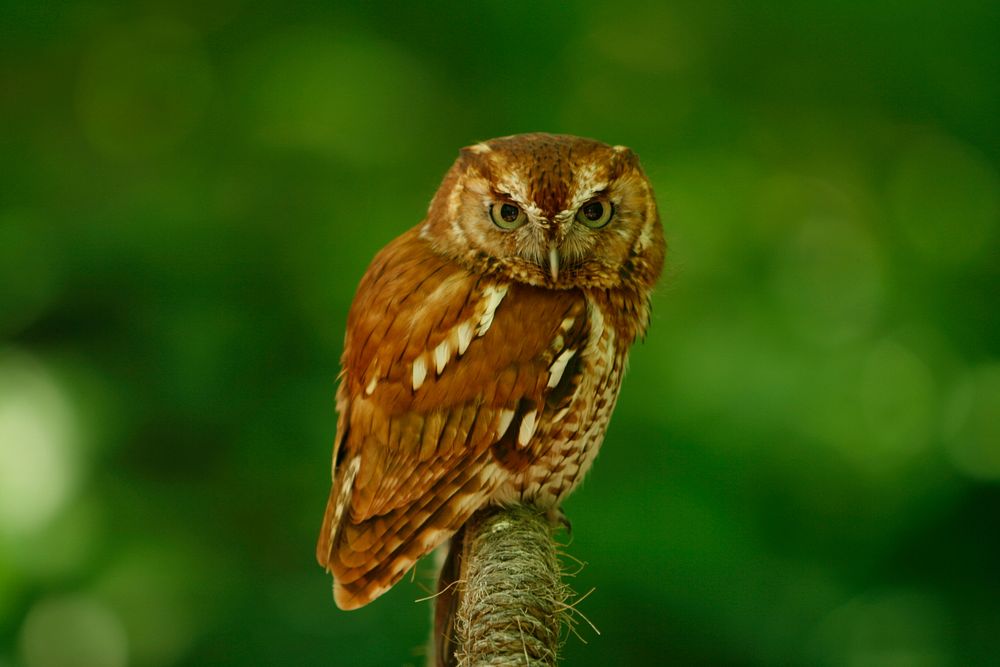 Screech OwlScreech owl at Woodlands Nature Station. Staff photo