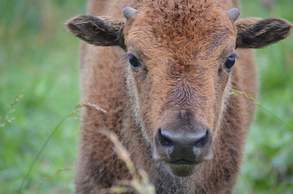 Bison in EBPBison calf enjoys grazing in the Prairie. Photo by Kelly Best Bennett
