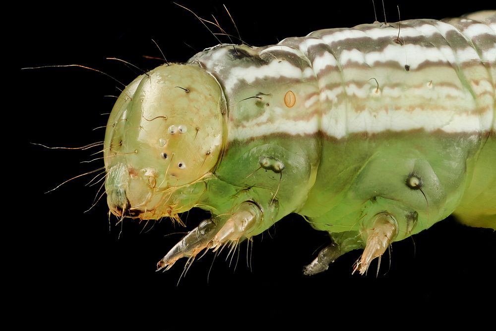 Velvetbean caterpillar, head shot.