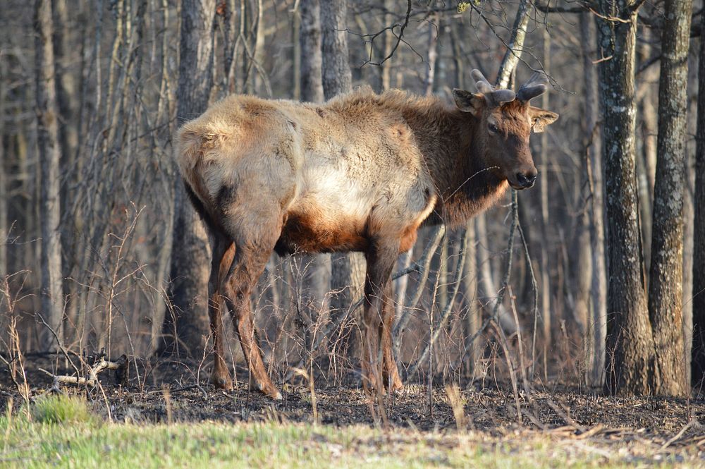 Elk in EBPElk and Bison enjoy grazing in the Prairie. Photo by Kelly Best Bennett